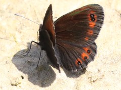 Erebia styx