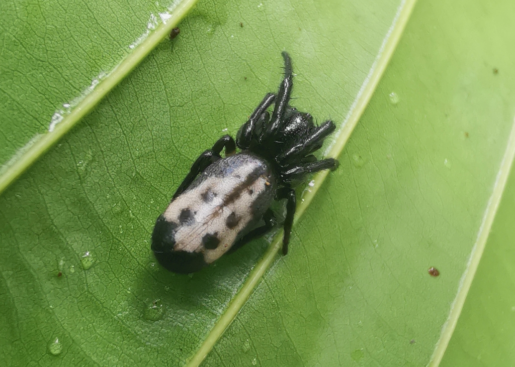Milonia gemella