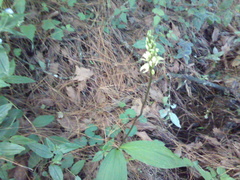 Govenia liliacea