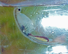 Branchinecta conservatio