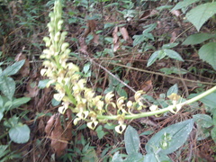 Govenia liliacea