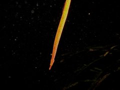 Spotted Pipefish photo 2