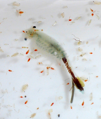 Branchinecta conservatio