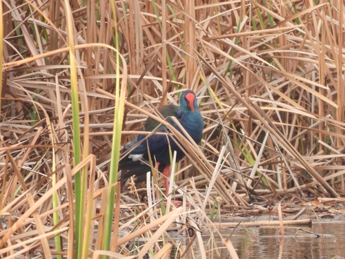 iNaturalist: (c) forest_owl, some rights reserved (CC BY-NC), uploaded by forest_owl iNaturalist image