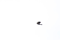 Accipiter virgatus fuscipectus