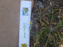 Acmispon wrangelianus