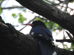 Phoeniculus purpureus angolensis