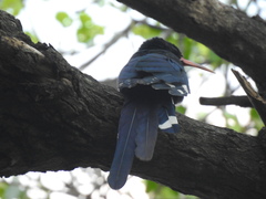 Phoeniculus purpureus angolensis