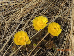 Adonis volgensis