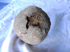 Bertholletia excelsa