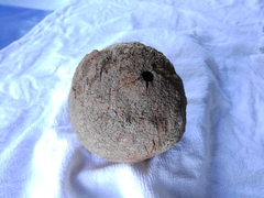 Bertholletia excelsa