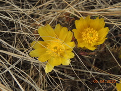 Adonis volgensis