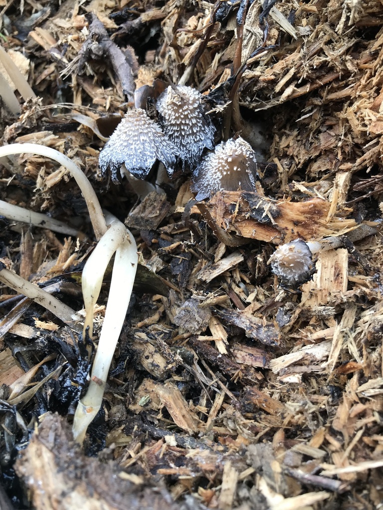 Coprinopsis lagopus · May 2026 · photo: © stephen_hartley (iNaturalist, cc-by)