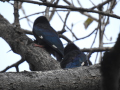 Phoeniculus purpureus angolensis