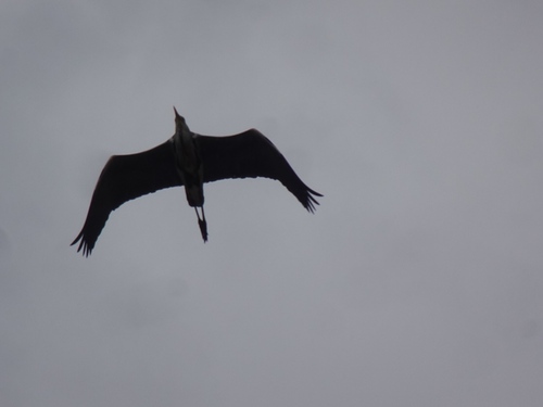 Grey Heron