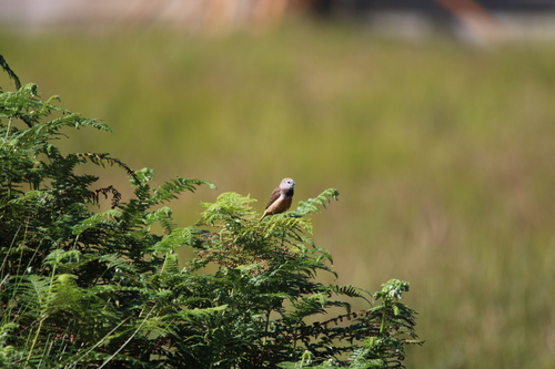 Grey-banded Mannikin (Lonchura vana), photo 2