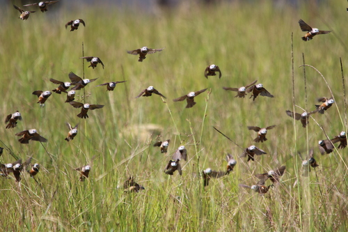 Grey-banded Mannikin (Lonchura vana), photo 2
