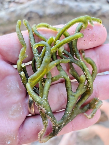 Dead Man's Fingers
