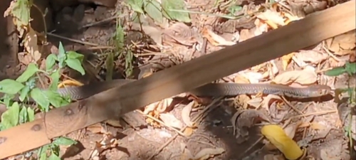 Mozambique Spitting Cobra