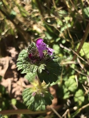 Lamium amplexicaule