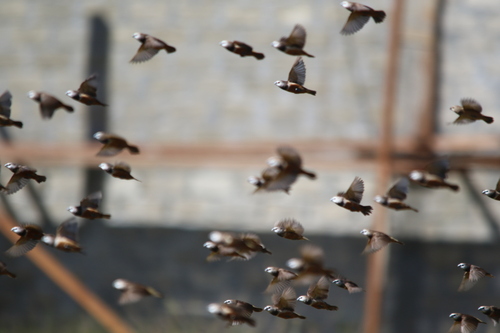 Grey-banded Mannikin (Lonchura vana), photo 4