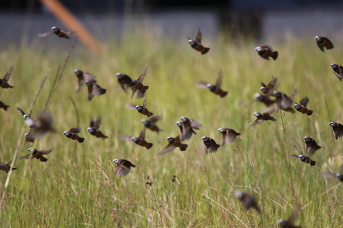 Grey-banded Mannikin (Lonchura vana), photo 5