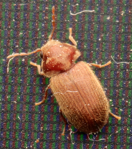 Drugstore Beetle photo 4