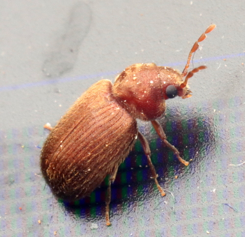 Drugstore Beetle photo 5