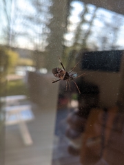 Leptoglossus occidentalis