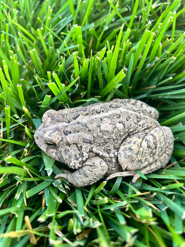 Woodhouse's Toad observed by jacksoncartwright_pag