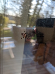 Leptoglossus occidentalis