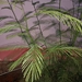 Acacia pennata