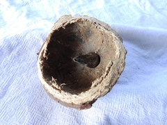 Bertholletia excelsa