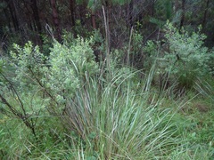 Muhlenbergia macroura