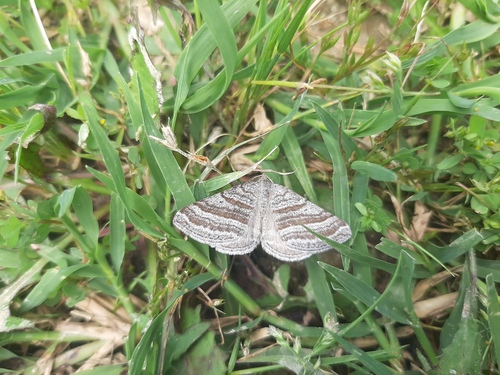 Scotopteryx coarctaria