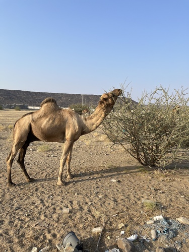 Dromedary Camel