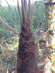 Phyllostachys edulis