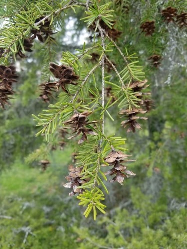 Carolina hemlock