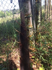 Phyllostachys edulis