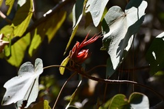 Chiranthodendron pentadactylon