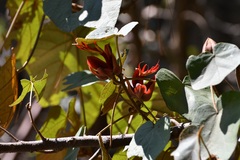 Chiranthodendron pentadactylon