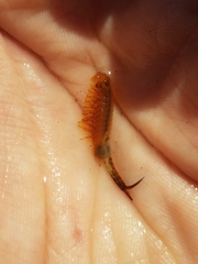 Eubranchipus vernalis