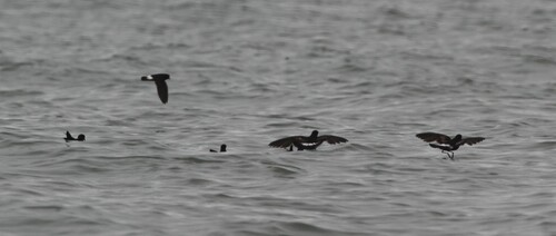 European Storm Petrel (Hydrobates pelagicus)