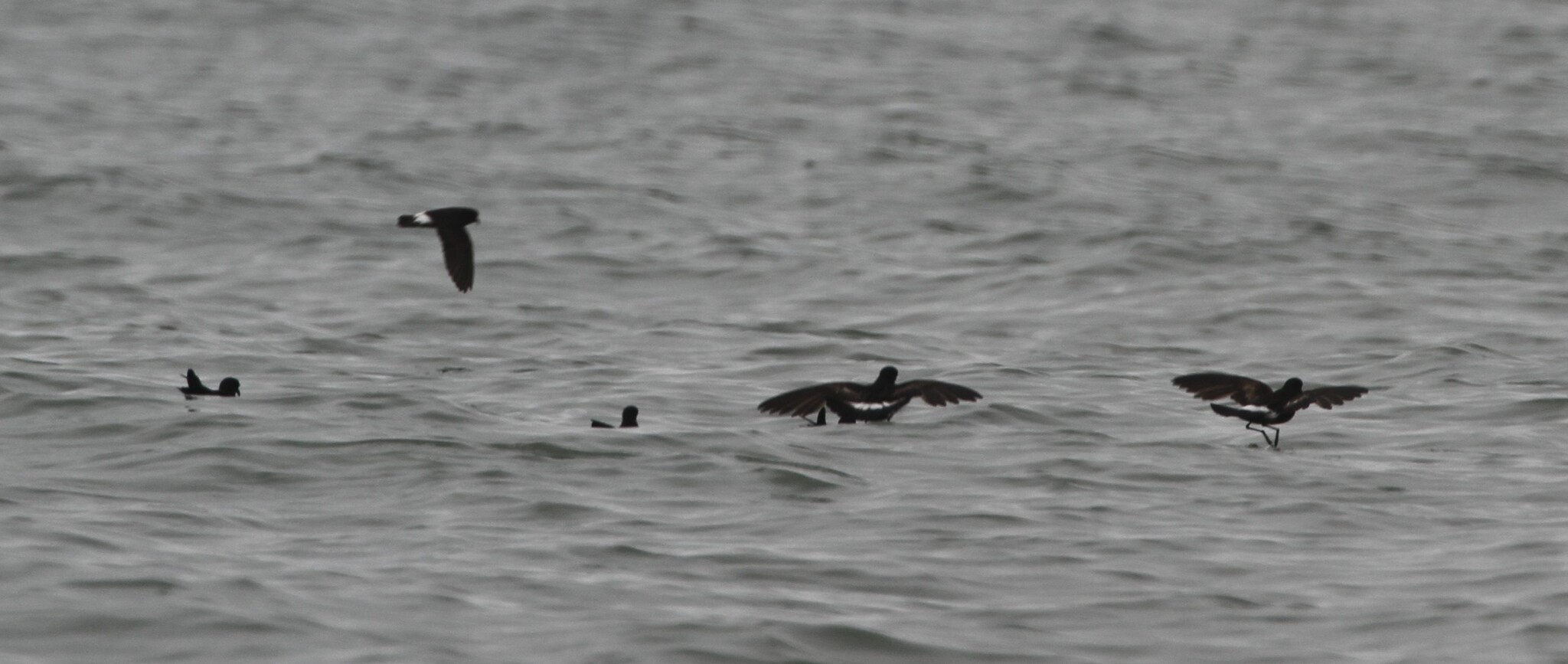 European Storm Petrel (Hydrobates pelagicus), photo 1