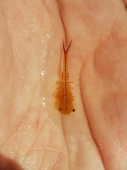 Eubranchipus vernalis