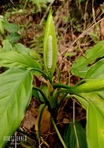 Chinese evergreen (Aglaonema modestum)