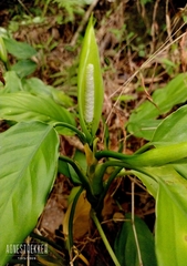 Aglaonema modestum