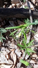 Anemonoides ranunculoides