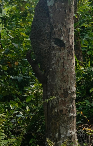 Clouded Monitor