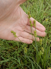 Carex muehlenbergii